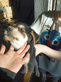 4 Cuccioli in adozione a Goito (Mantova)