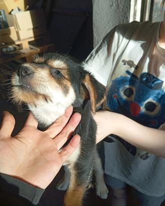 4 Cuccioli in adozione a Goito (Mantova)