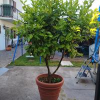 limoni in vaso