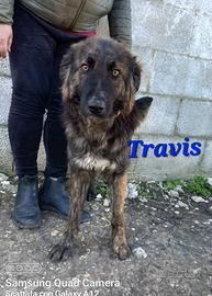 Trevis da adottare