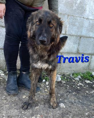 Trevis da adottare