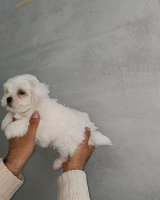 Maltese mini toy