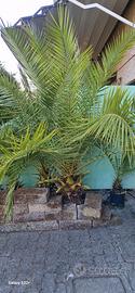 palme phoenix 