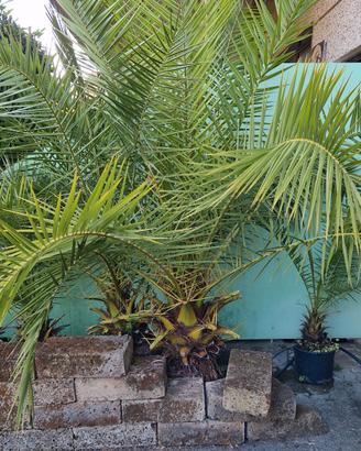 palme phoenix 