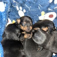 Cuccioli pinscher/chihuhahua