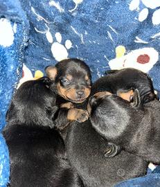 Cuccioli pinscher/chihuhahua