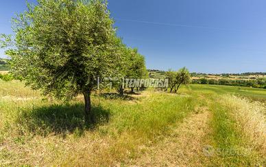 Terreno agricolo in Contrada San Savino