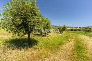 Terreno agricolo in Contrada San Savino