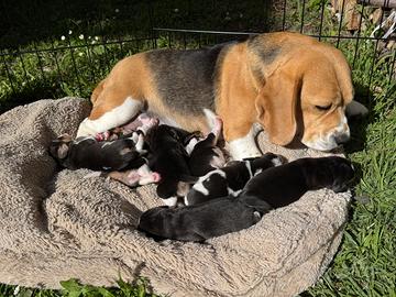 Cuccioli di beagle disponibili a 2 mesi