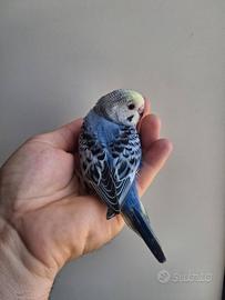 Pappagallo cocorite allevato a mano
