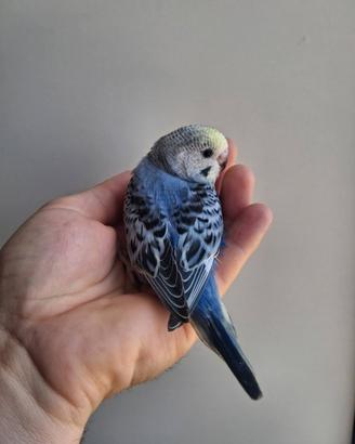 Pappagallo cocorite allevato a mano