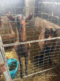 Capretti comosciati alpini