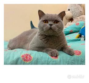 British shorthair