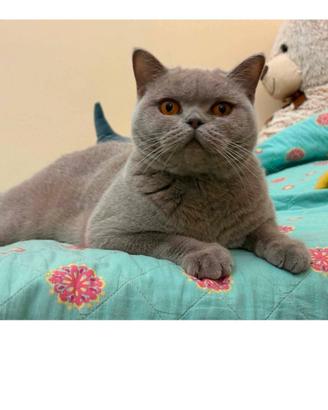 British shorthair