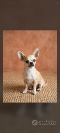 Chihuahua