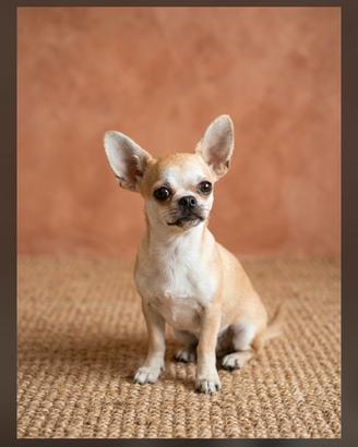Chihuahua