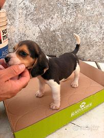 Cuccioli di Beagle puri