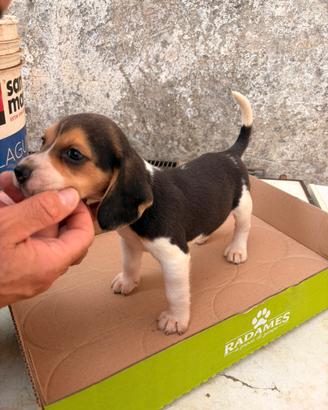 Cuccioli di Beagle puri