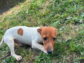 Jack Russell