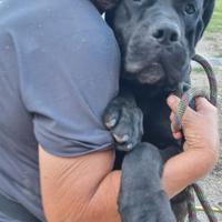 ERA; cane corso si 3 anni con pedigree