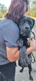 ERA; cane corso si 3 anni con pedigree