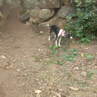 Cane per cinghiali incrocio bigol segugio