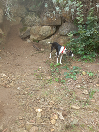 Cane per cinghiali incrocio bigol segugio