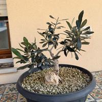 Bonsai ulivo “ Franchi Bonsai”