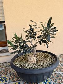 Bonsai ulivo “ Franchi Bonsai”