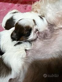 Shih tzu con pedigree
