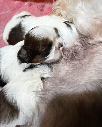 Shih tzu con pedigree