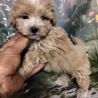 Maltipoo cuccioli
