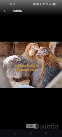 Galline ornamentali