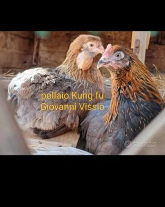 Galline ornamentali