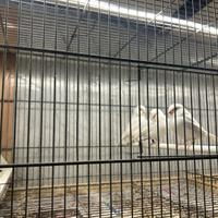 Canarini bianco dominante