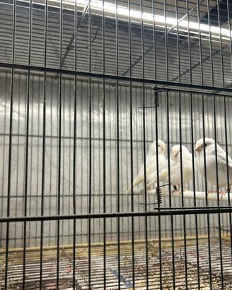 Canarini bianco dominante