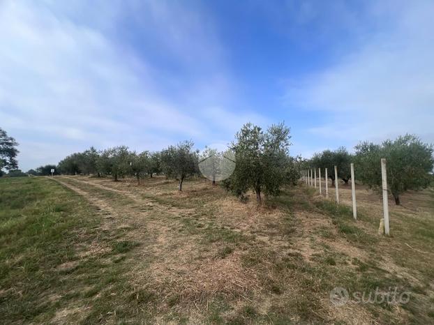 TER. AGRICOLO A MISANO ADRIATICO