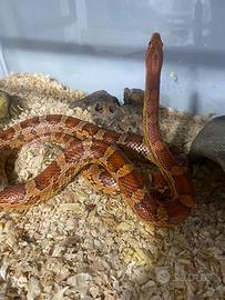 Serpente del grano maschio