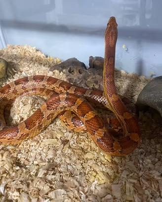 Serpente del grano maschio
