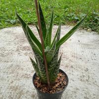 Pianta grassa - Aloe