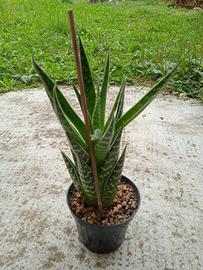 Pianta grassa - Aloe