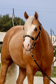 Quarter Horse