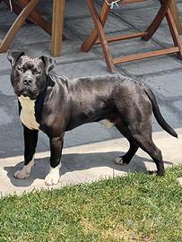 Pit bull maschio da monta