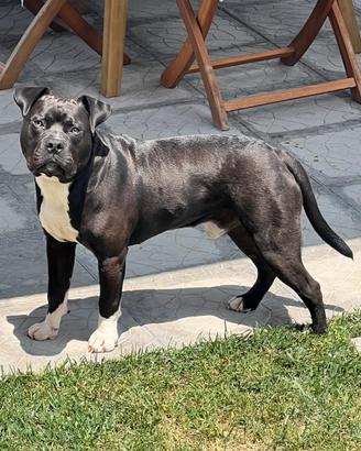 Pit bull maschio da monta