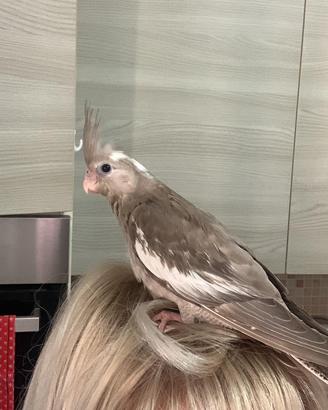 Uccellini