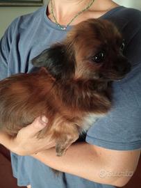 Chihuahua femmina Pedigree 