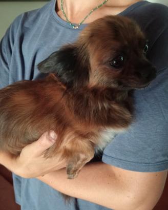 Chihuahua femmina Pedigree 