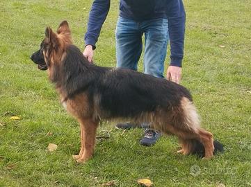 Cuccioloni di Pastore Tedesco top linebreeding