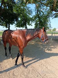 Cavallo stallone 3 anni baio