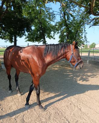 Cavallo stallone 3 anni baio